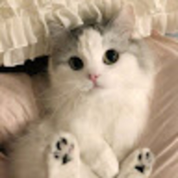 Meet your Posher, Thalie - Picture 1 of 1